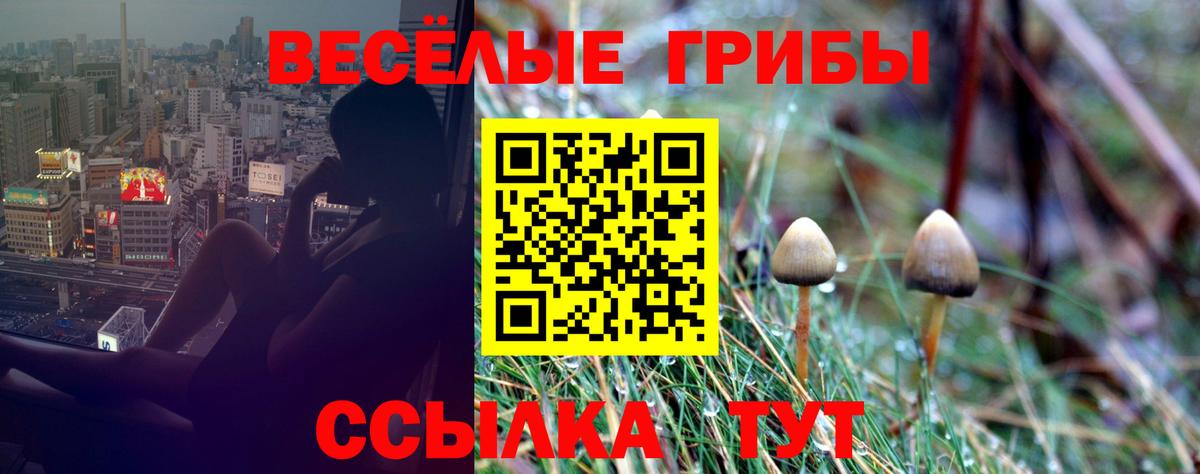 Галлюциногенные грибы Psilocybe  даркнет сайт  Вход с VPN  Кинель  Псилоцибиновые грибы Psilocybine cubensis 